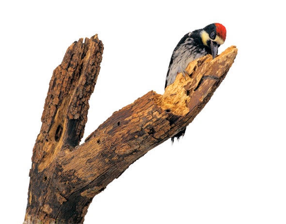 Woodpecker Head Bangs Communicate Info