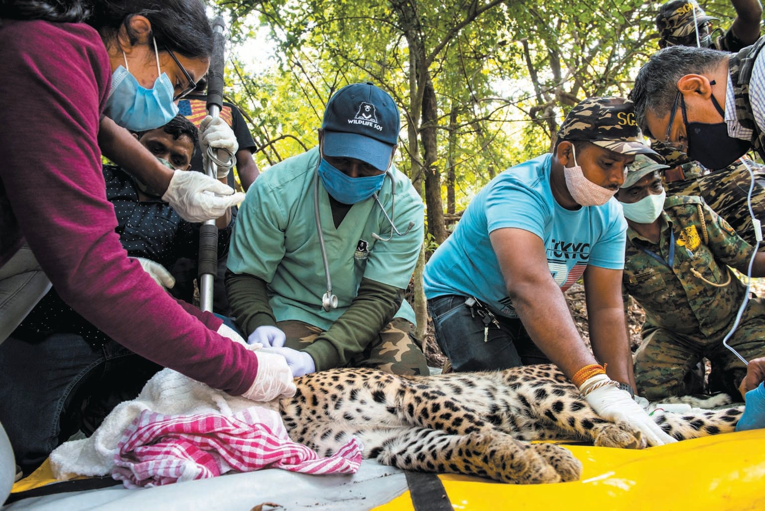 A sedated leopard is radiocollared by biologists in India.
