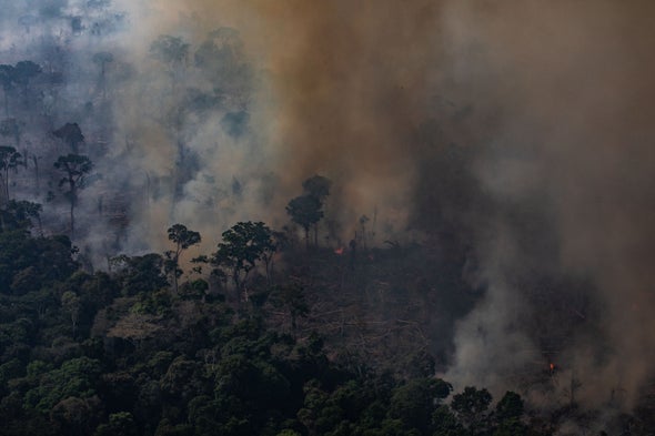 Destructive Amazon Fires Do Not Threaten Earth's Oxygen, Expert Says