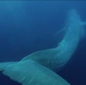 Blue whales can reach lengths of more than 100 feet. Their massive size and streamlined shape helps them travel great distances between feedings without expending all their energy.