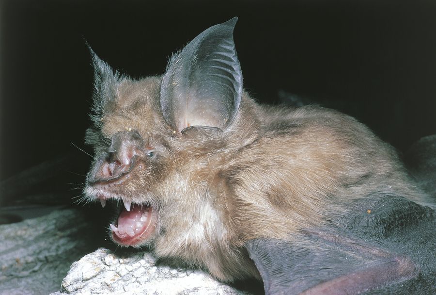 Bat Ear Rotation In the Wiggle of an Ear, a Surprising Insight into Bat Sonar ...