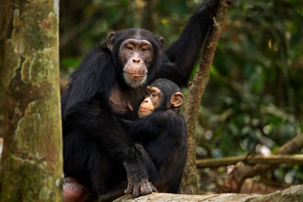 Western chimpanzee female 'Fanle' aged 13 years sitting with her son 'Flanle' aged 3 years (Pan troglodytes verus). Bossou Forest, Mont Nimba, Guinea. Jan 2011