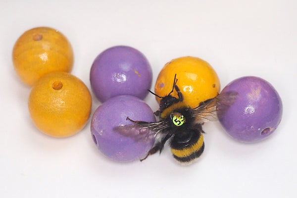 Ball-Rolling Bumble Bees Just Wanna Have Fun