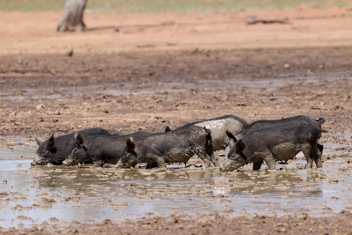 Wild Pigs Release as Much Carbon Emissions as 1 Million Cars ...