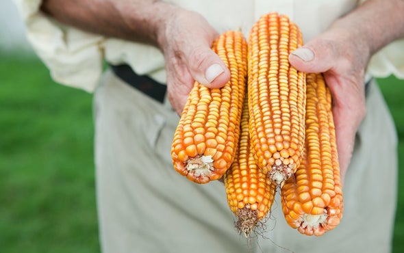 Gamers Wanted to Attack Food Toxin