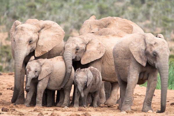Elephant family clustered together with adults and babies