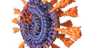 Coronavirus: How It Infects Us and How We Might Stop It
