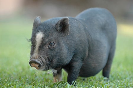 pot-bellied pig