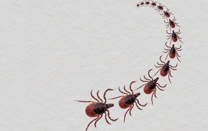 Lyme and Other Tick-borne Diseases Are on the Rise—But Why?