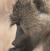 Portrait of a yellow baboon being studied by the Amboseli Baboon Research Project.