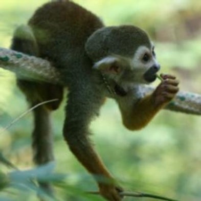 El Niño Cycles Threaten Some New World Monkey Populations