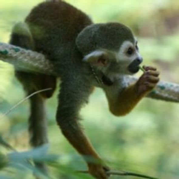 El Niño Cycles Threaten Some New World Monkey Populations