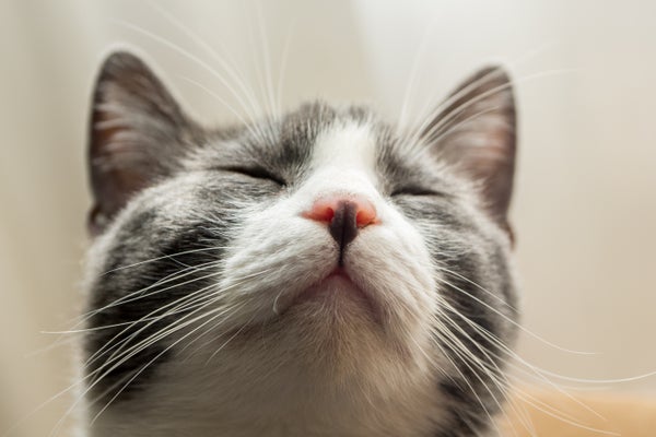 A close-up of a cat with its eyes closed.