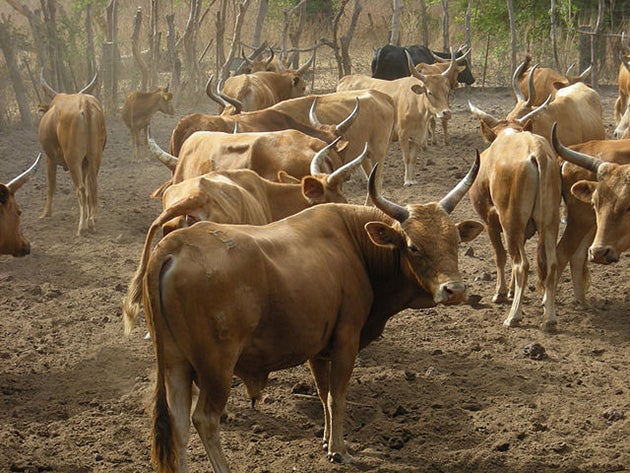 Preemptive Genetics Girds Farmers for Climate Extremes and Disease -  Scientific American