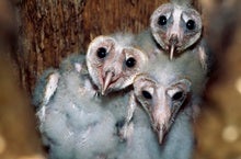 Barn Owl Babies Can Be Helpful Hatch Mates
