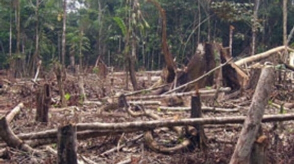 How much of the amazon has been cut down