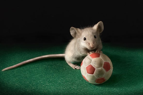 'Fight or Flight' Nerves Make Mice Go Gray