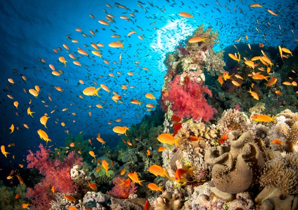 CO2 Benefits the "Rats and Cockroaches" of Marine World