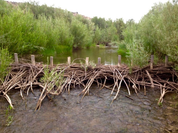 Beaver Dams Strengthened by Humans Help Fish Rebound