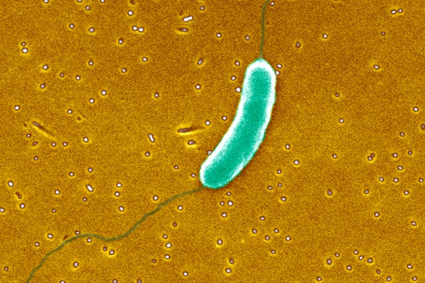 Green Vibrio vulnificus bacteriim on yellow background.