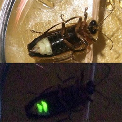 Firefly Watch