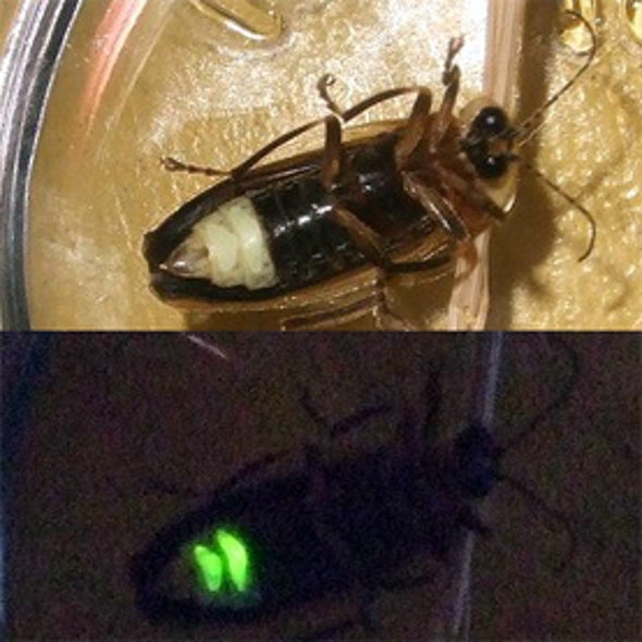 Firefly Watch