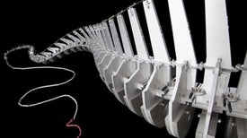 Did a Dinosaur Break the Sound Barrier before We Did?