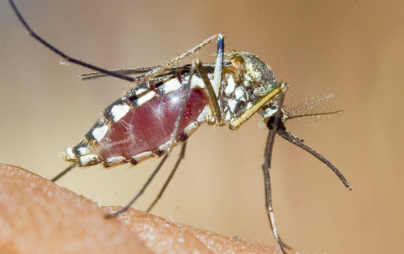 Are You A Magnet For Mosquitoes? - Scientific American