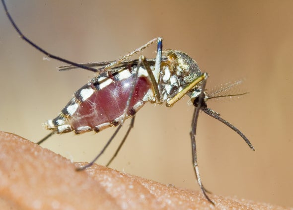 Are You a Magnet for Mosquitoes?