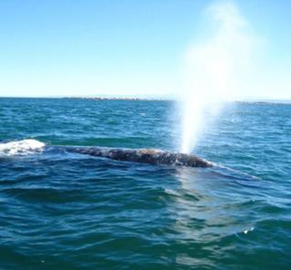 Sound Solution: New Detection Technologies May Help Protect Whales