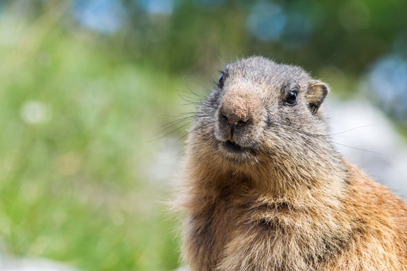 Facts about Groundhogs Other Than Their Poor Meteorology