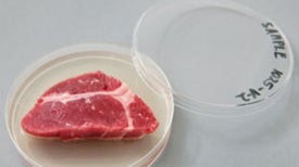 When Will Scientists Grow Meat in a Petri Dish?