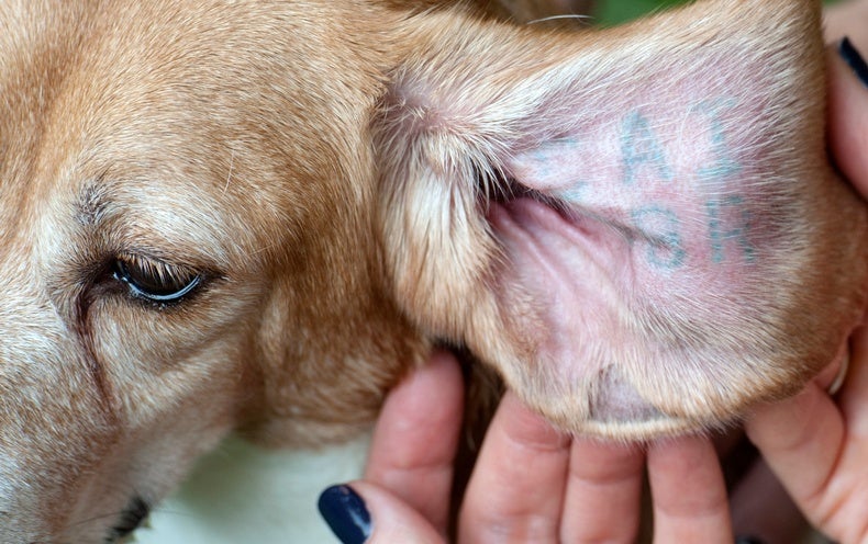 Stop Torturing Animals in the Name of Science - Scientific American