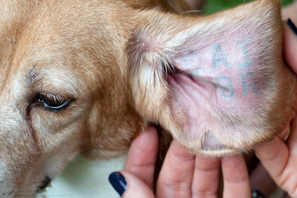 A closeup of a beagle with its ear held out to show its identifying tattoo.