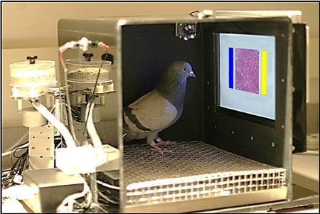 pigeon
