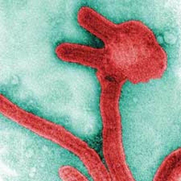 Genes from Ebola Virus Family Found in Human Genome - Scientific American