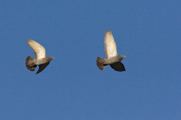 Birds of a Feather Flap Faster to Stay Together  