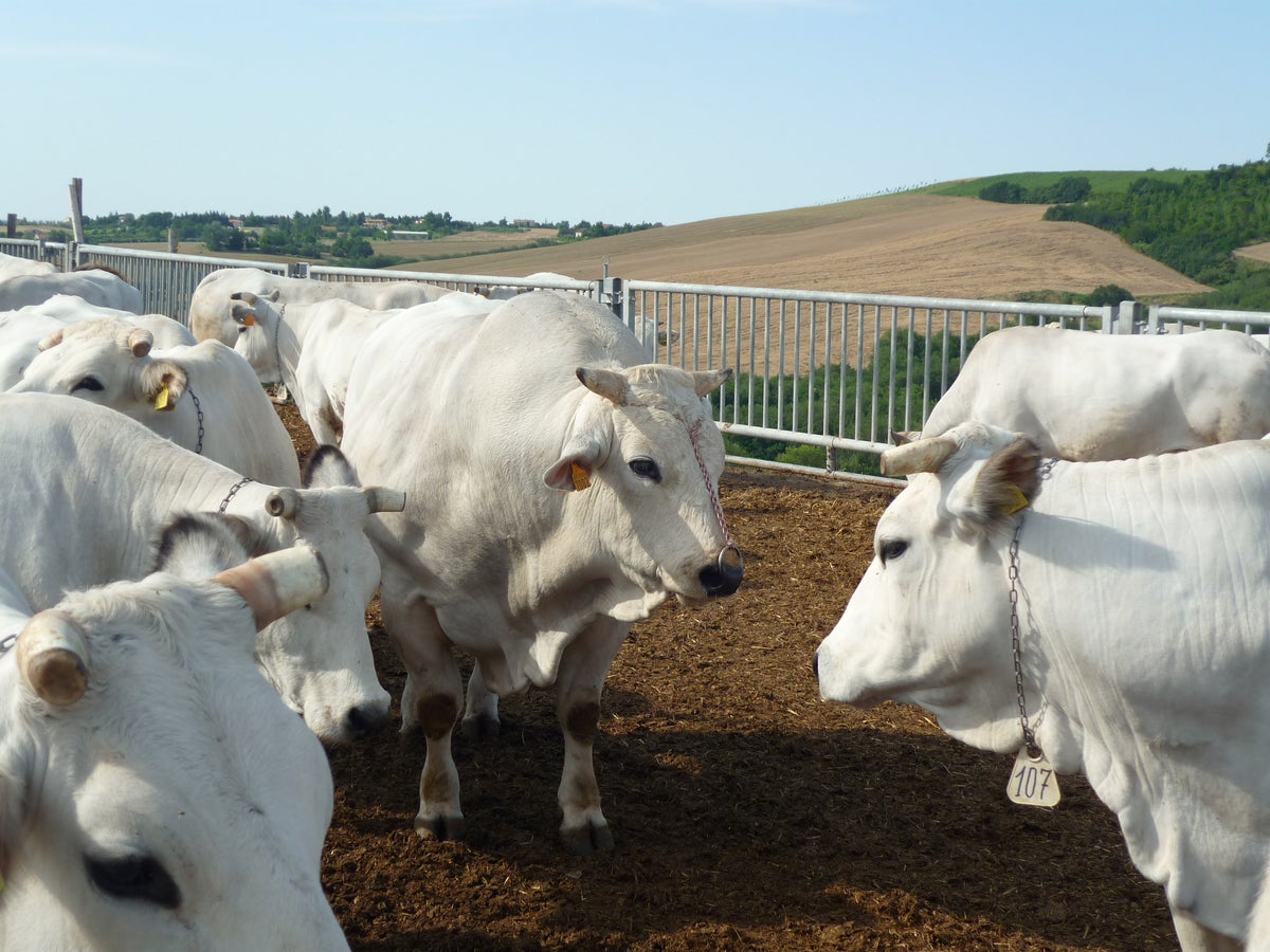 To End Tuberculosis, It Must Be Eliminated from Animals | Scientific ...