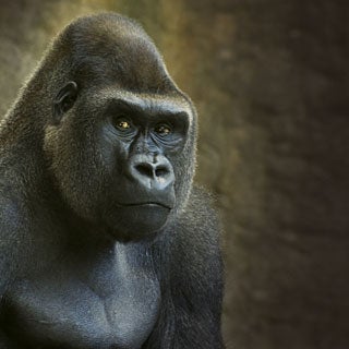 Animal Intelligence and the Evolution of the Human Mind - Scientific  American