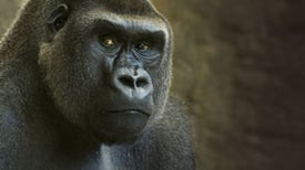Animal Intelligence and the Evolution of the Human Mind