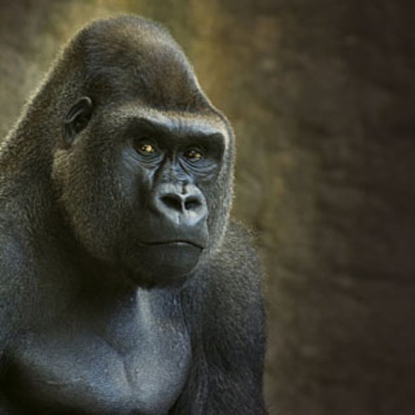 Animal Intelligence and the Evolution of the Human Mind - Scientific American Animal Intelligence and the Evolution of the Human Mind - Scientific American