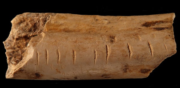 Markings made on a hyena bone by a Neanderthal.