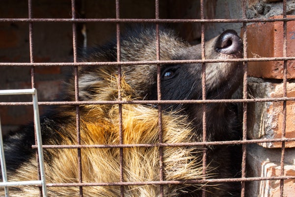 Close-up of raccoon dog looking up while trapped in a cage