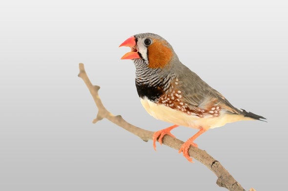 Baby Talk and Lemur Chatter--but Not Birdsong--Help an Infant's Brain Develop