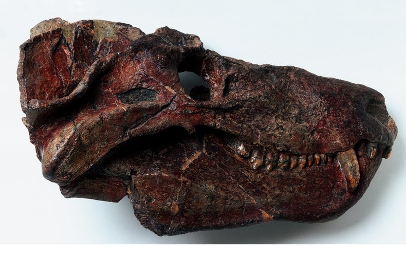 Meet the Ancient Reptile that Gave Rise to Mammals - Scientific American