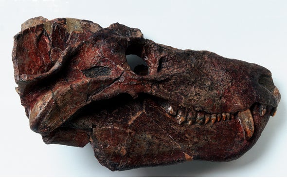 Meet the Ancient Reptile that Gave Rise to Mammals