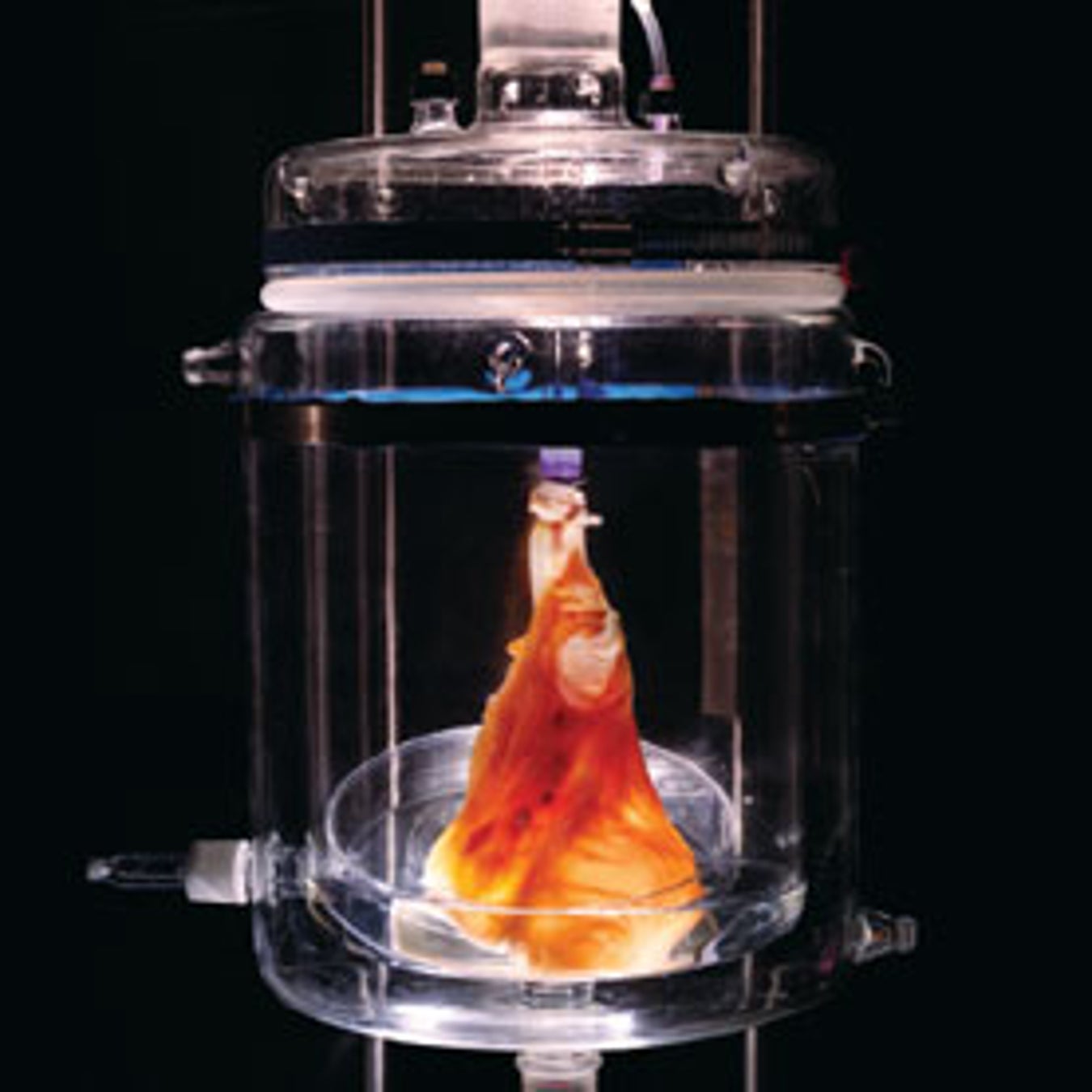 What Is It?: Bone-Eating Worms | Scientific American