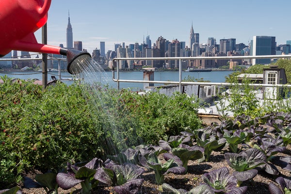 A watering can pours water on crops planted at a rooftop farm in New York City, the Manhattan skyline is seen in the background