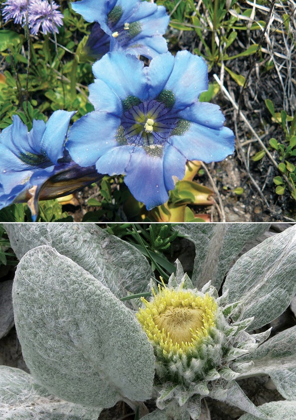 A highly researched plant (top) and a rarely researched plant (bottom) from the southwestern Alps.