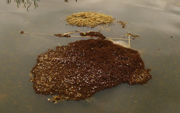 Fire Ants Link Together to Stay Afloat